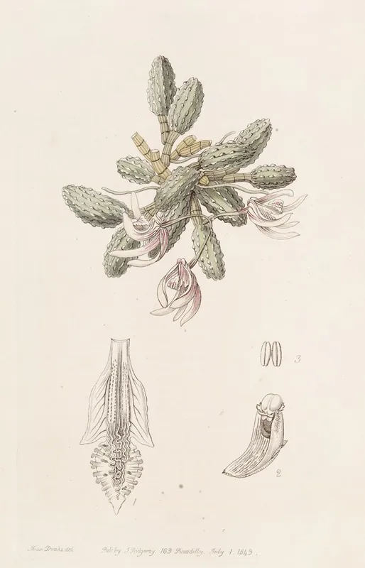 Cucumber Dendrobium