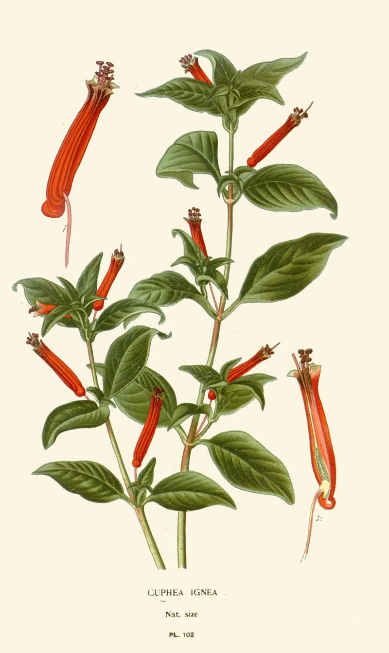 Cuphea Ignea by Edward Step - Canvas Print