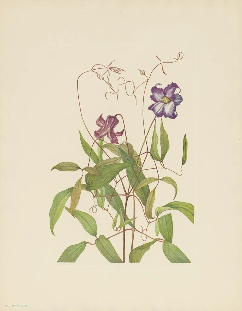 Curly Clematis Clematis Crispa 3