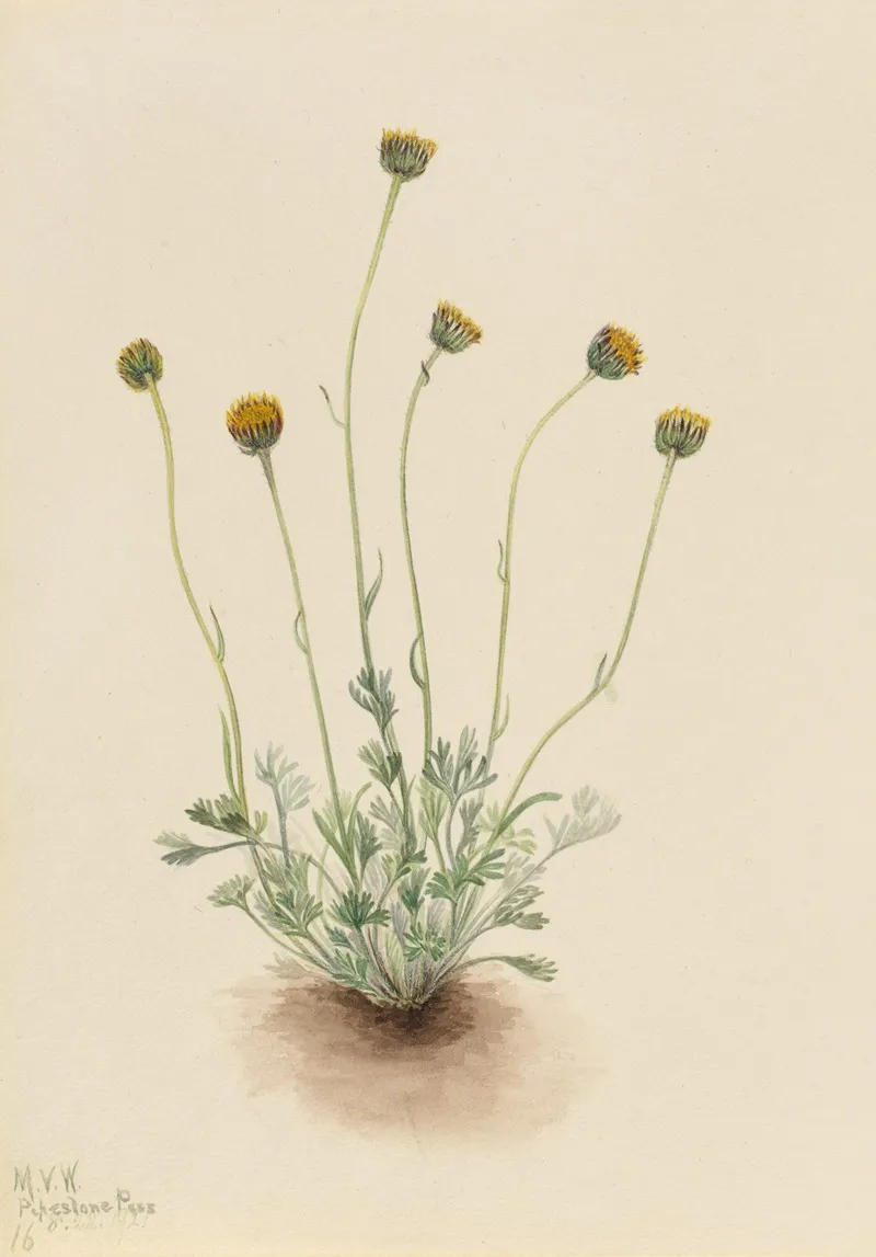 Cut Leaf Fleabane Erigeron Compositus Nudus