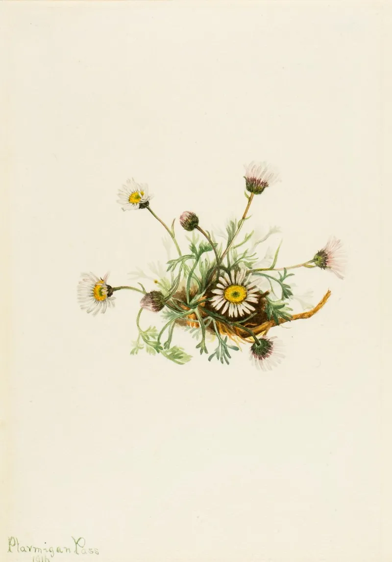Cut Leaf Fleabane Erigeron Compositus