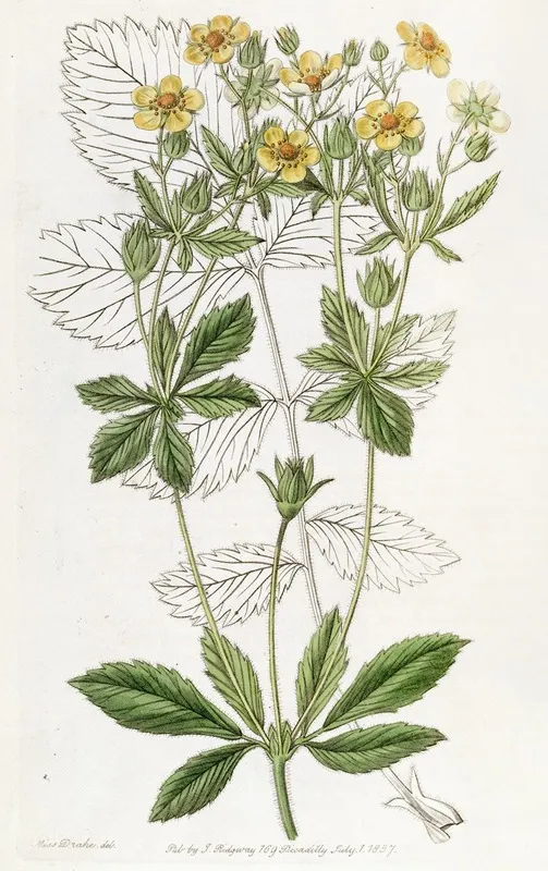 Cut Leaved Glandular Potentilla