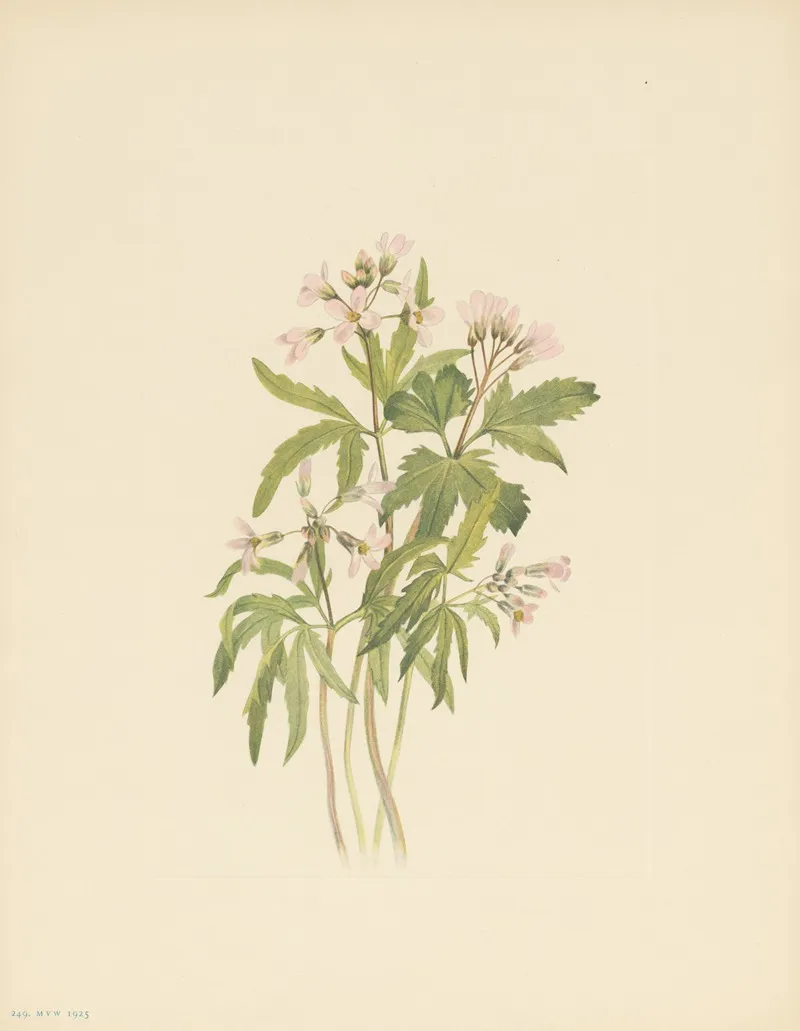 Cut Toothwort Dentaria Laciniata 3