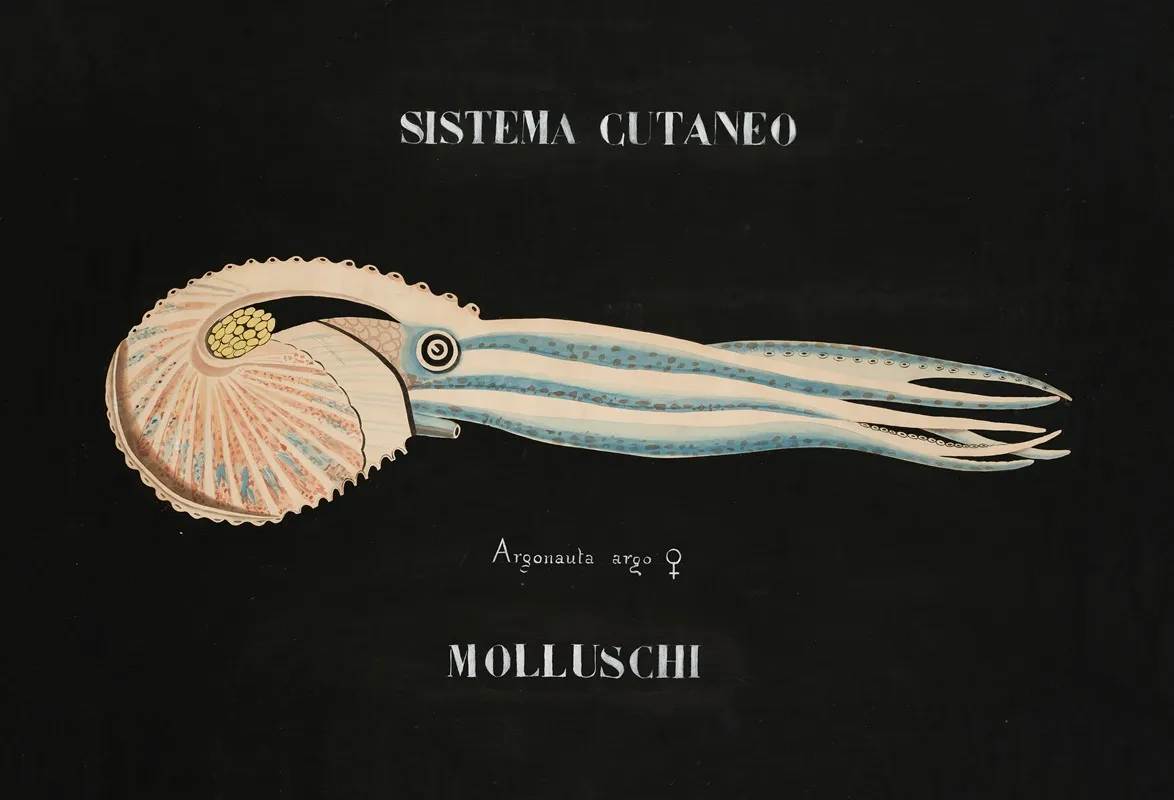 Cutaneous System Of Argonaut Molluscs