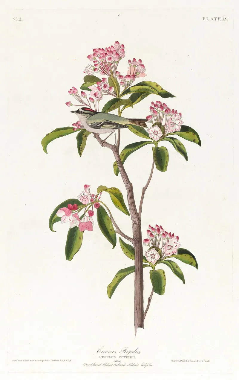 Cuviers Regulus by John James Audubon - Canvas Print