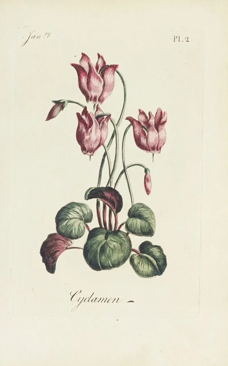 Cyclamen 9 by Carington Bowles - Canvas Print