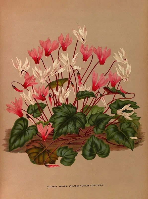 Cyclamen Vernum Cyclamen Vernum Flore Albo by Arentina Hendrica Arendsen - Canvas Print