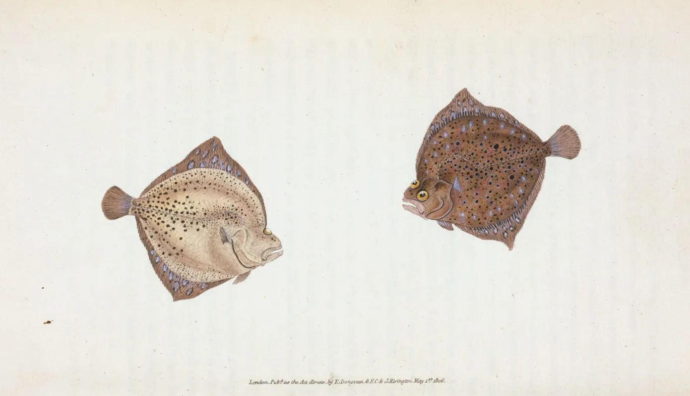 Cyclops Flounder Pleuronectes Cyclops by Edward Donovan - Canvas Print