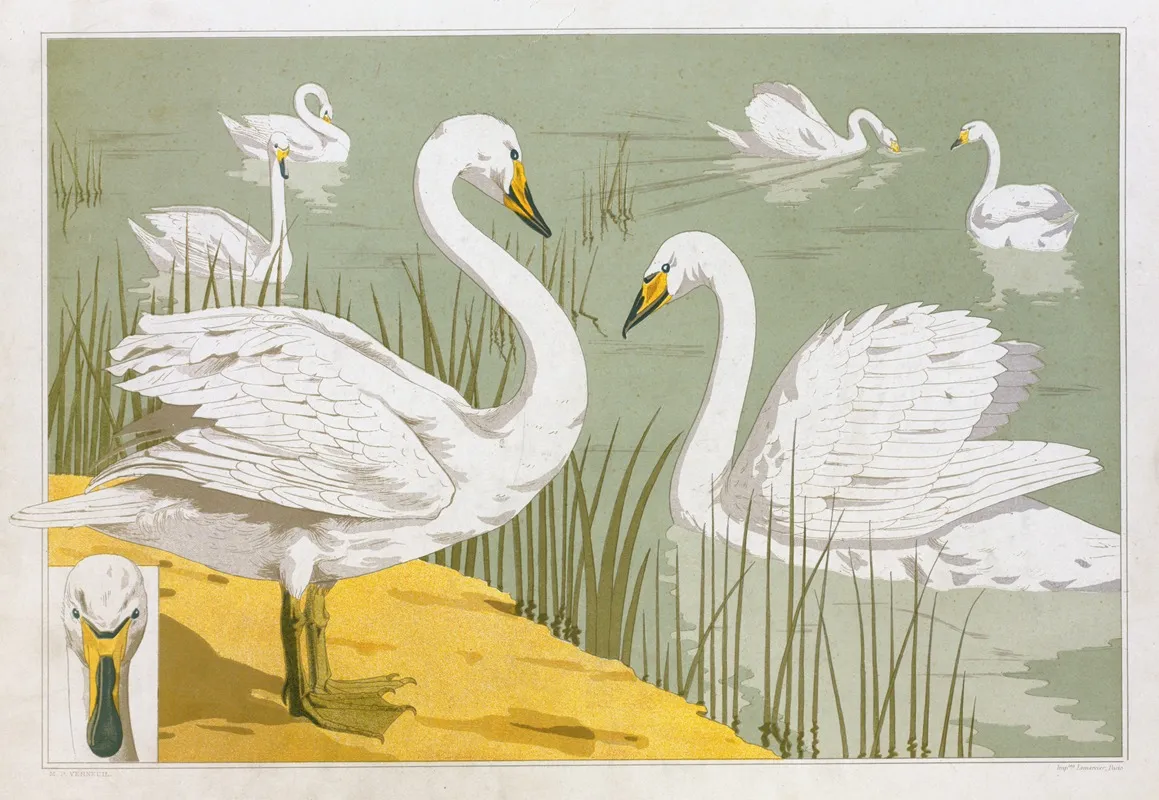 Cygne Sauvage by Maurice Pillard Verneuil - Canvas Print