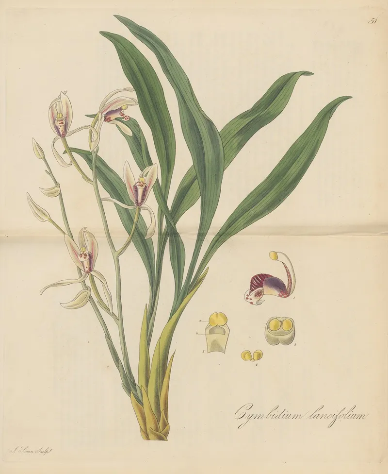 Cymbidium Lancifolium by William Jackson Hooker - Canvas Print