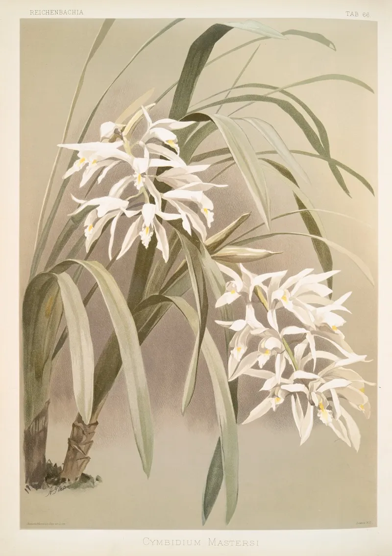 Cymbidium Mastersi 2 by Frederick Sander - Canvas Print