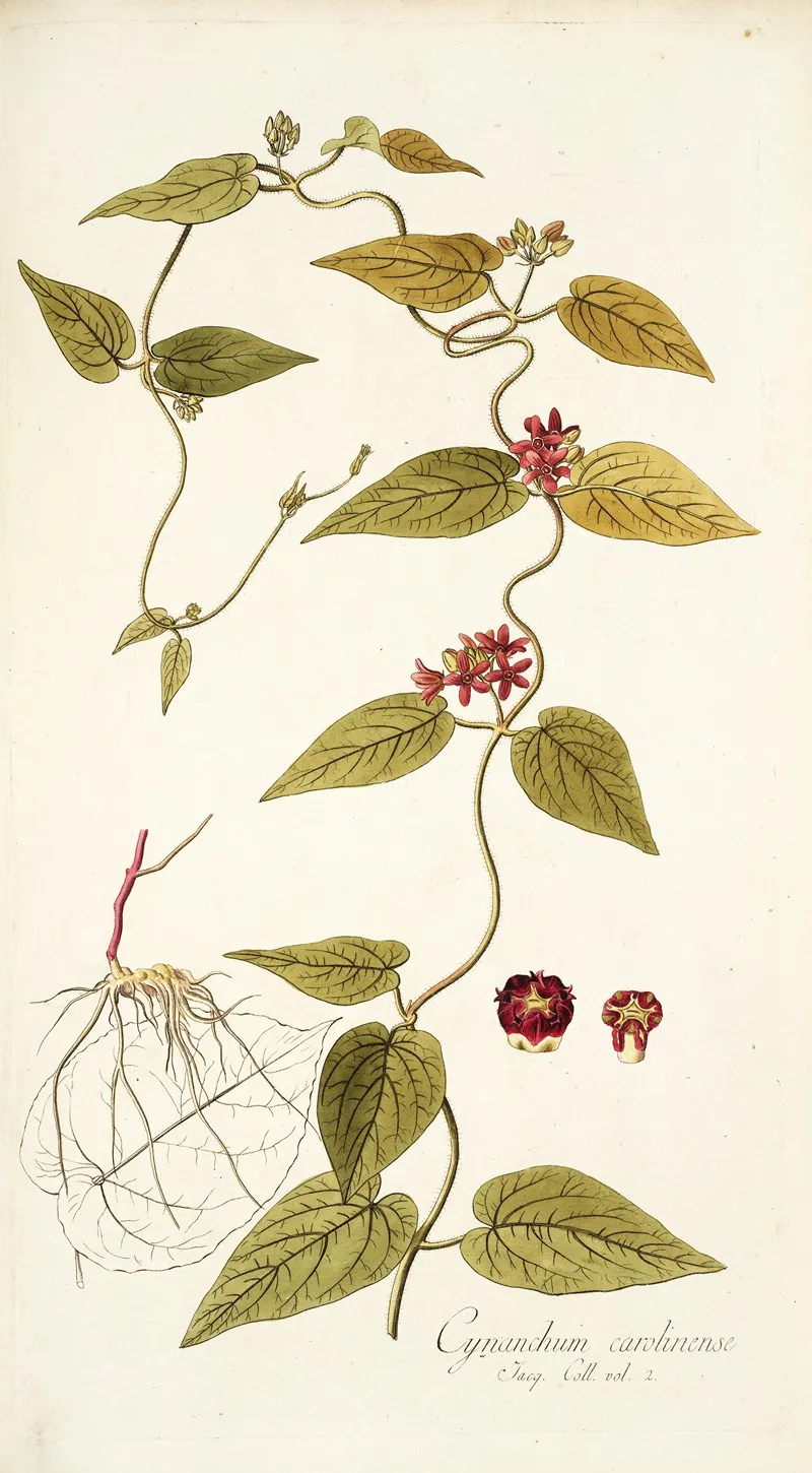 Cynanchum Carolinense