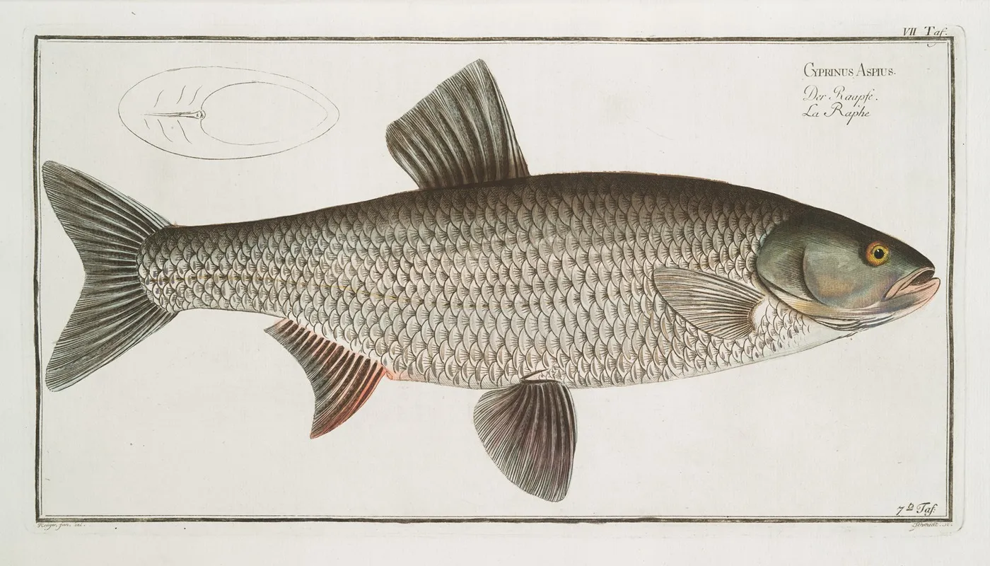 Cyprinus Aspius The Aspius