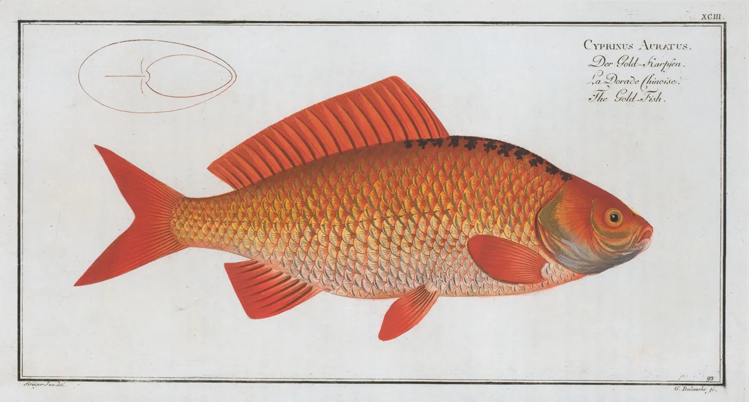 Cyprinus Auratus The Gold Fish by Marcus Elieser Bloch - Canvas Print