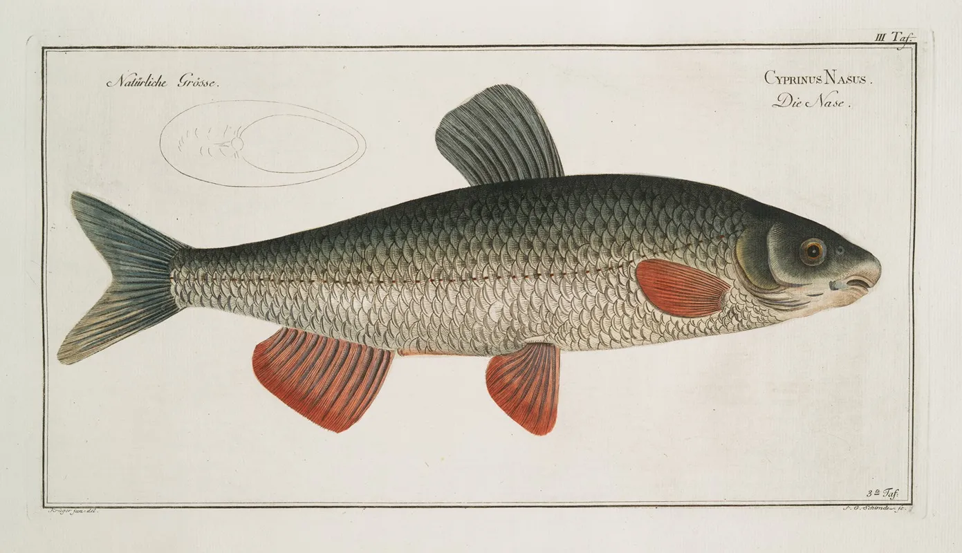 Cyprinus Nasus The Nase Carp
