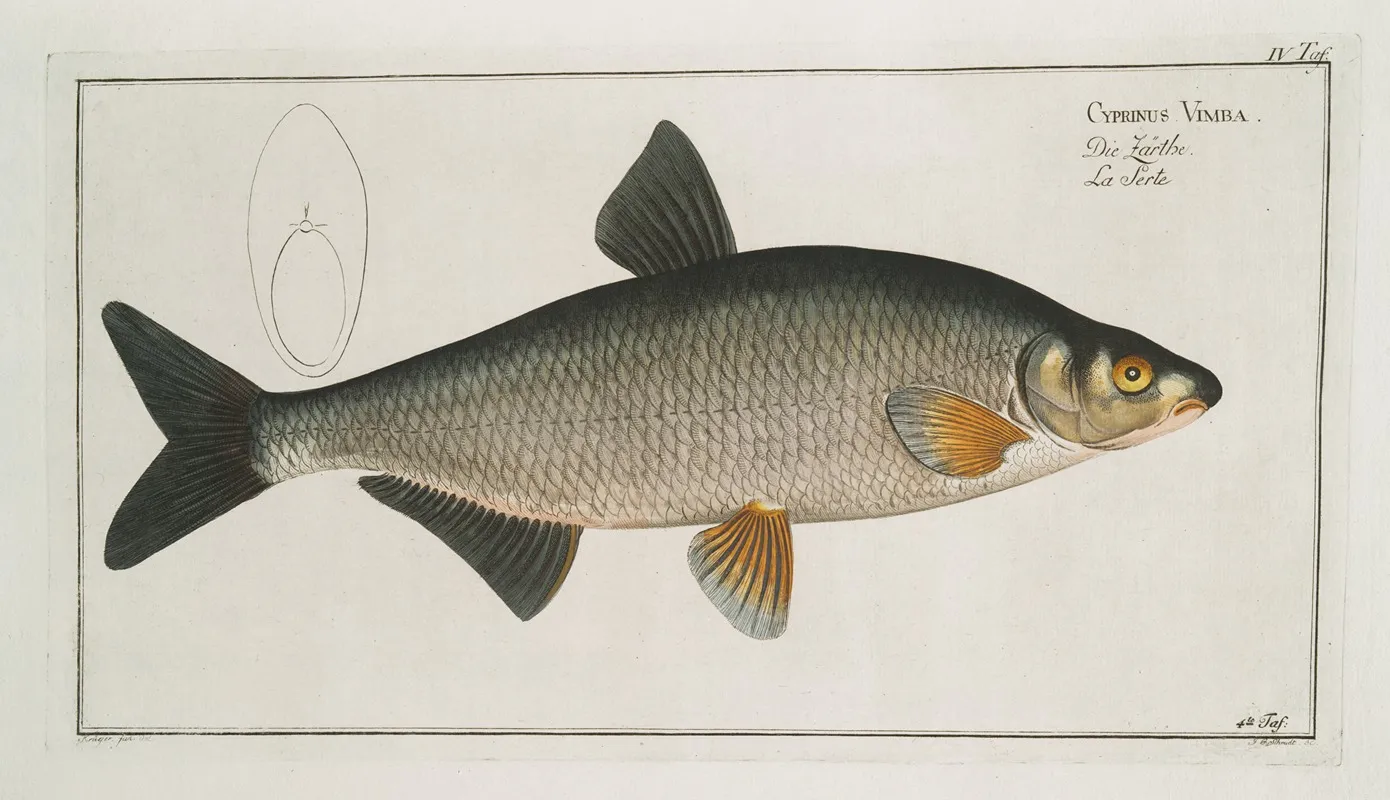 Cyprinus Vimba The Vimba
