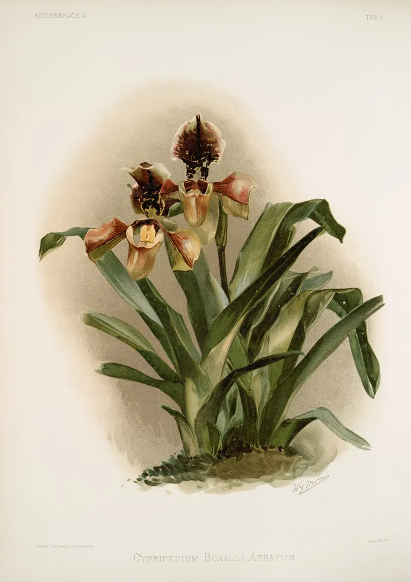 Cypripedium Boxalli Atratum