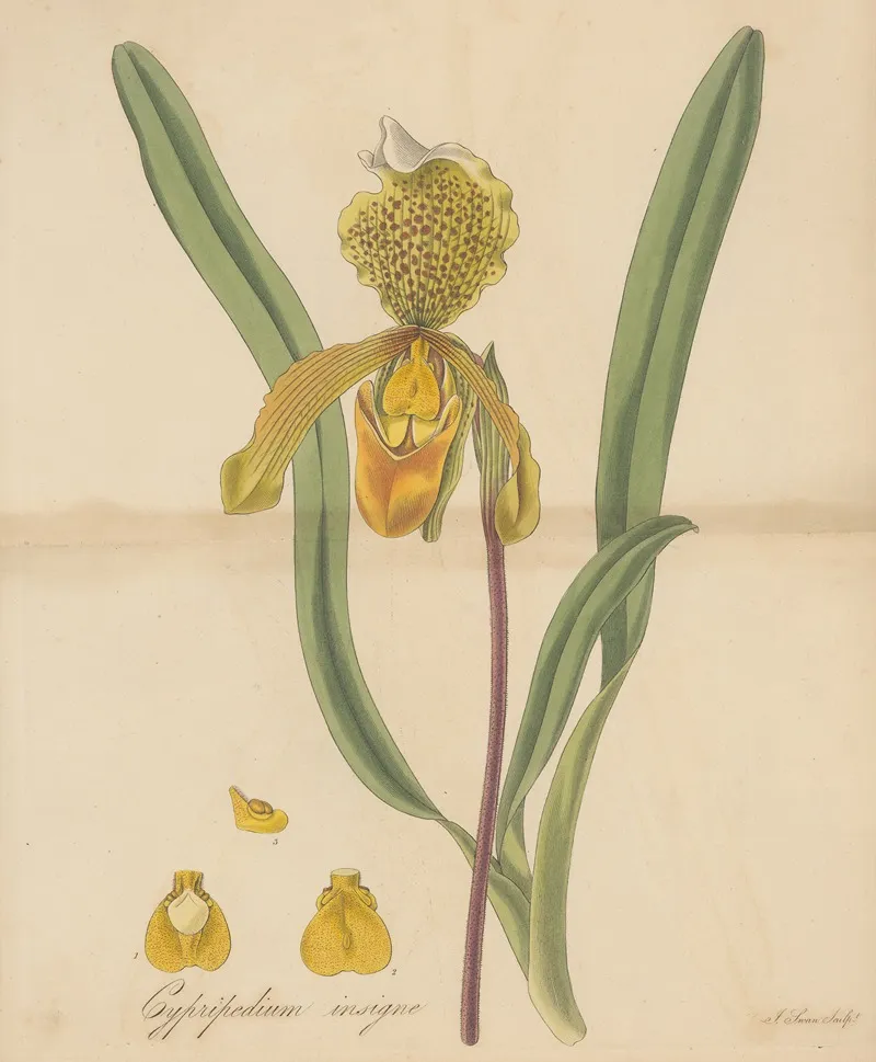 Cypripedium Insigne