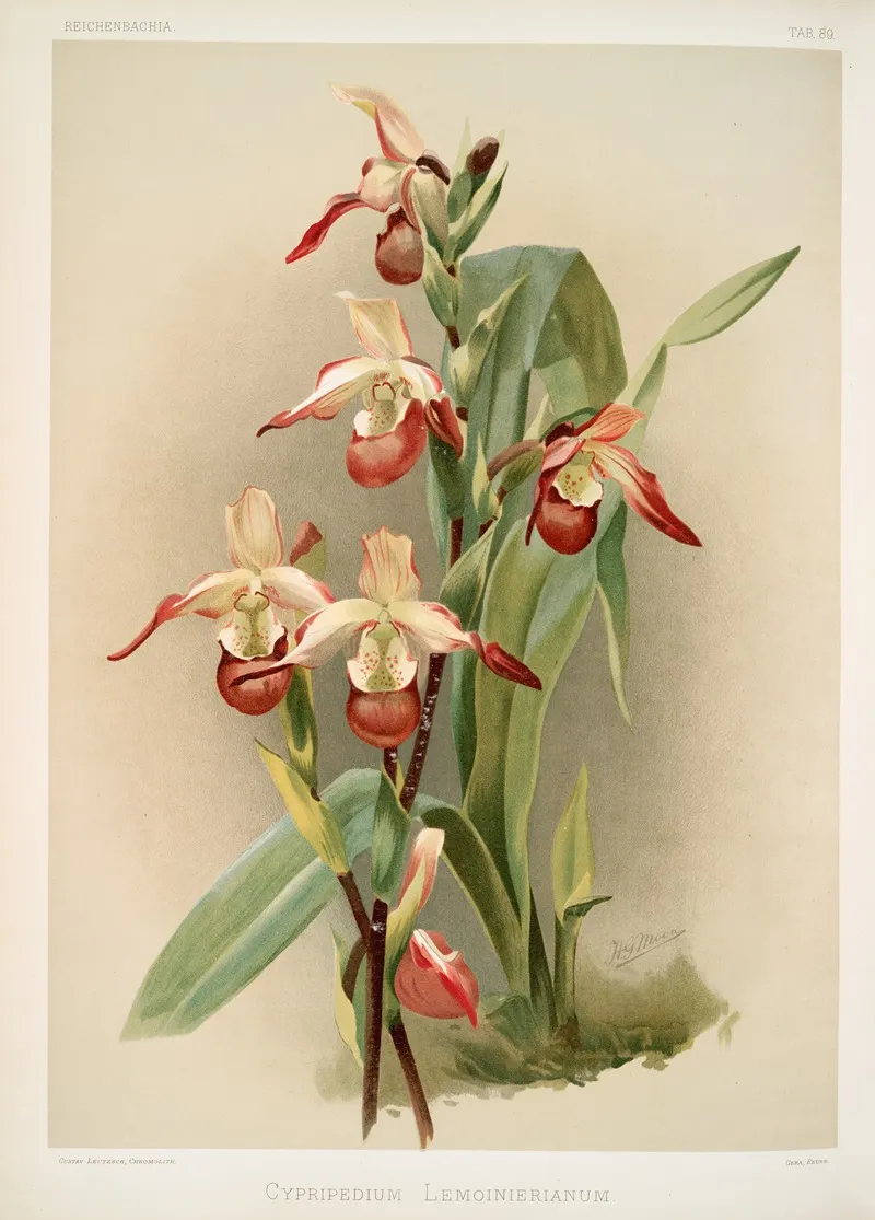 Cypripedium Lemoinierianum by Frederick Sander - Canvas Print