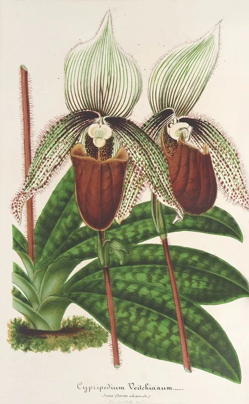 Cypripedium Veitchianum