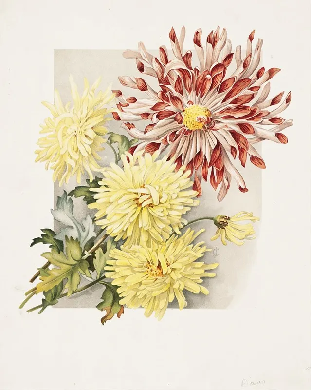 Daisies 2 by James Callowhill - Canvas Print