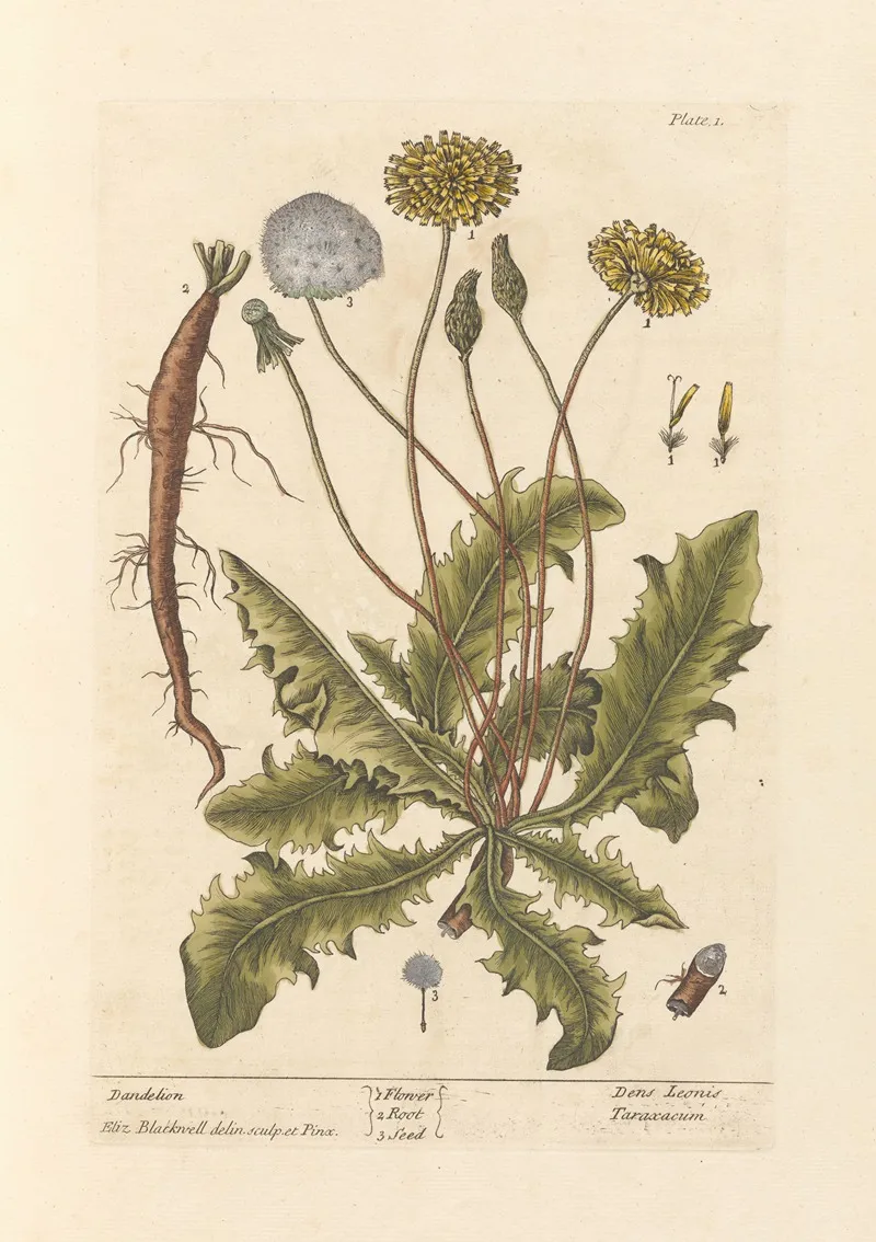 Dandelion 3