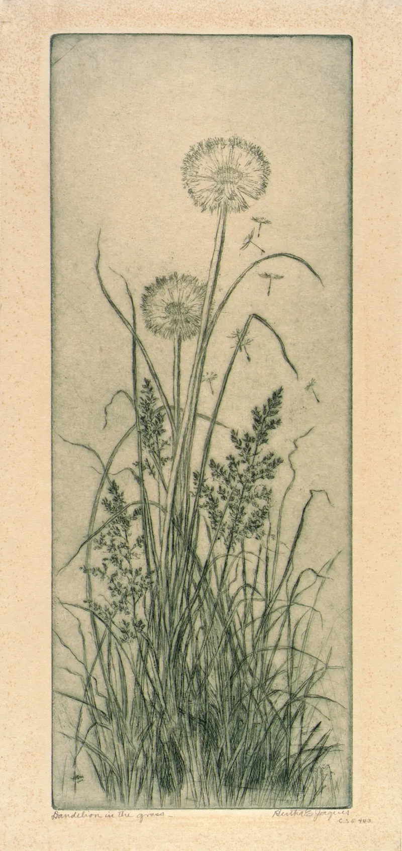 Dandelion In The Grass