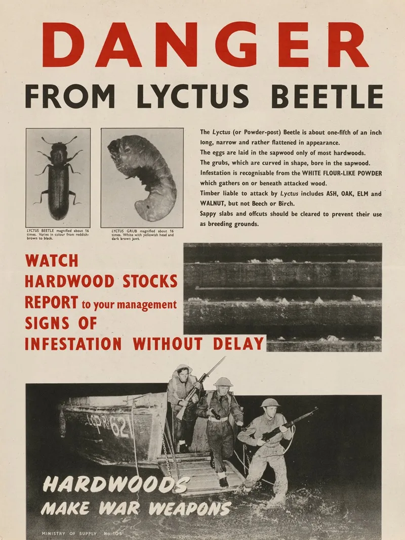 Danger From Lyctus Beetle