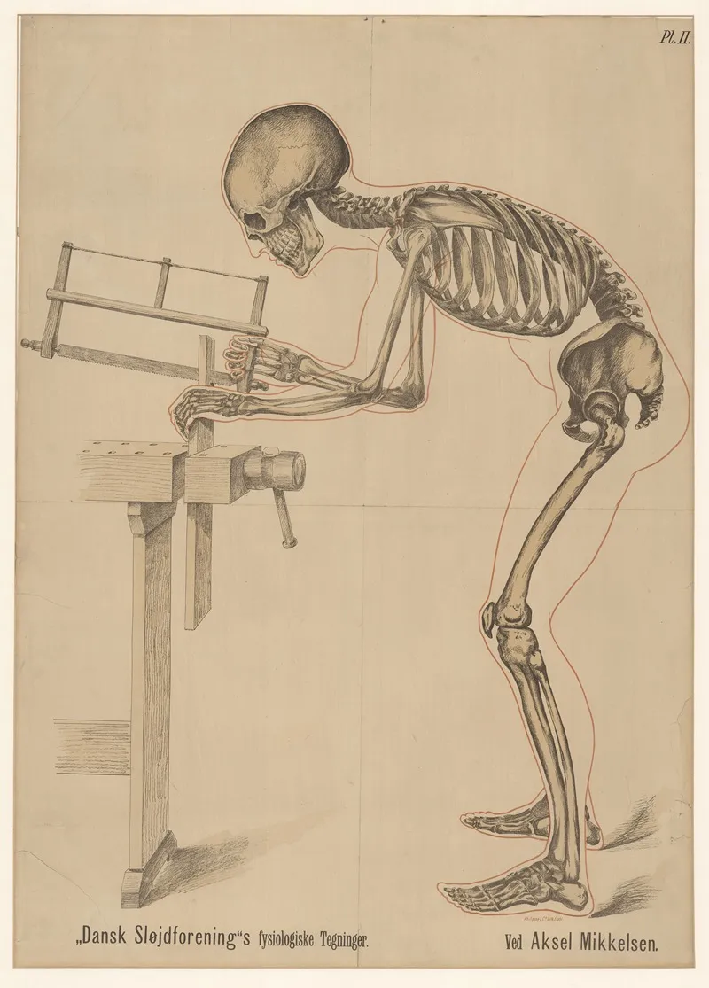 Danish Sloyd Associations Physiological Drawings Table 2
