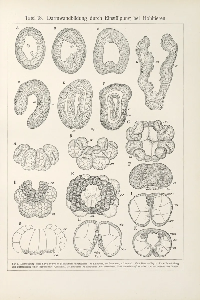 Darmwandbildung Durch Einstulpung Bei Hohltieren