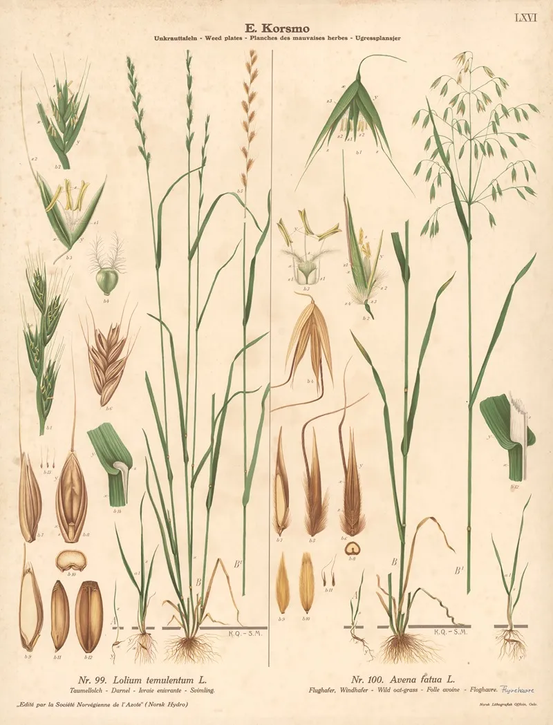 Darnel Wild Oat Grass by Knut Quelprud - Canvas Print