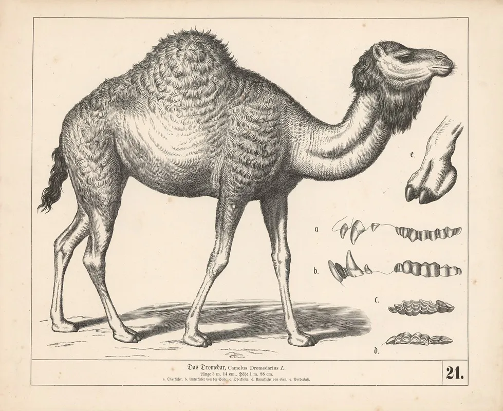 Das Dromedar 2