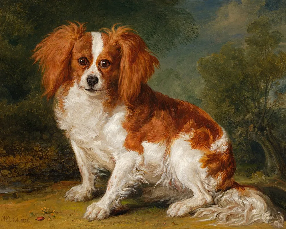 Dash Wards Spaniel by James Ward - Canvas Print