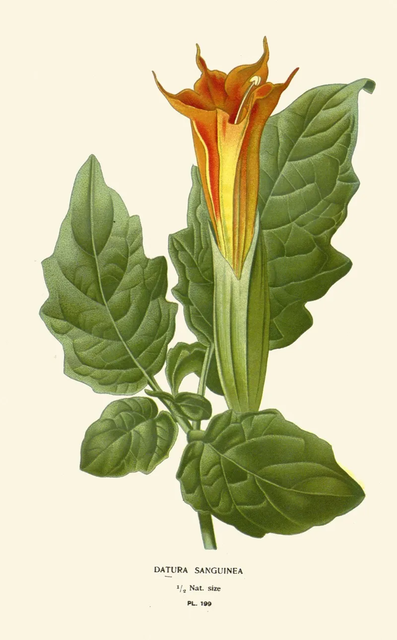 Datura Sanguinea by Edward Step - Canvas Print