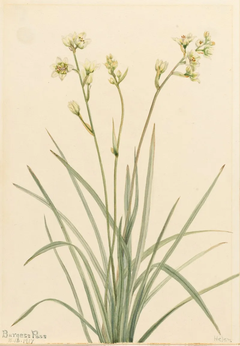 Deathcamas Zygadenus Elegans 2