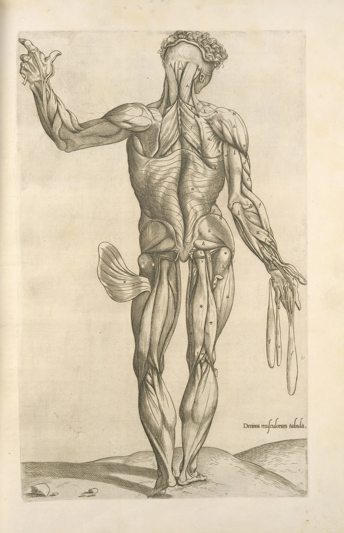 Decima Musculorum Tabula