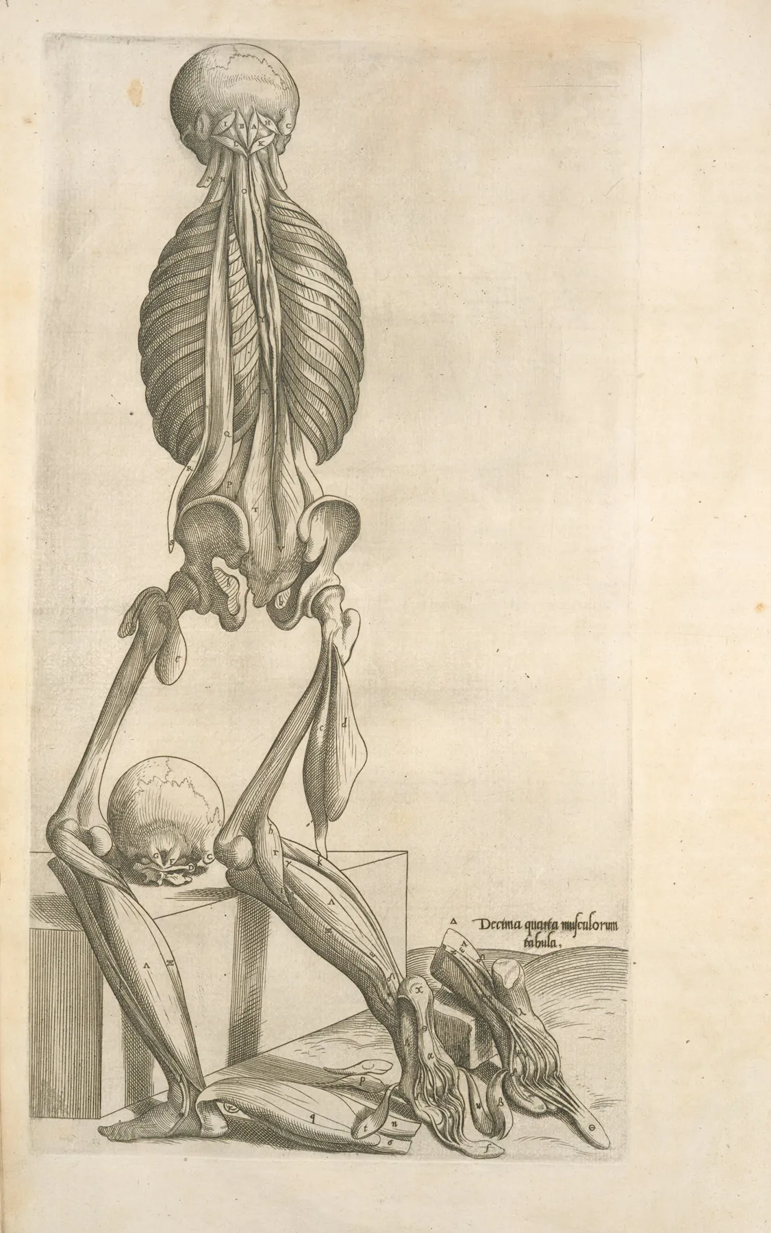Decima Quarta Musculorum Tabula