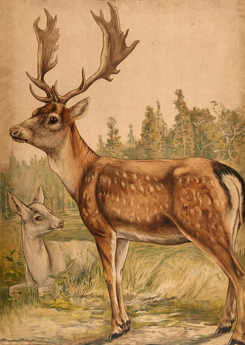 Deer 16