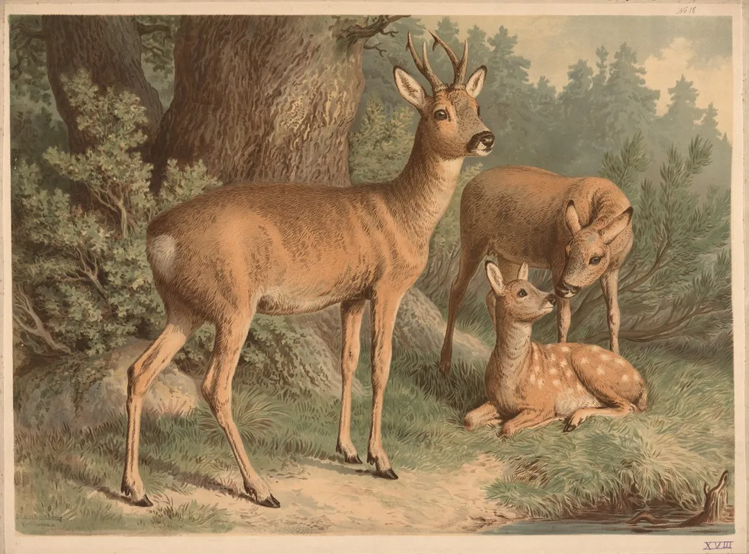 Deer 17