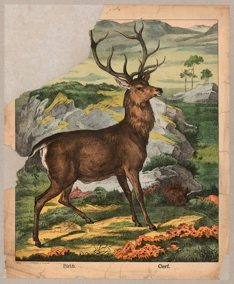 Deer 19