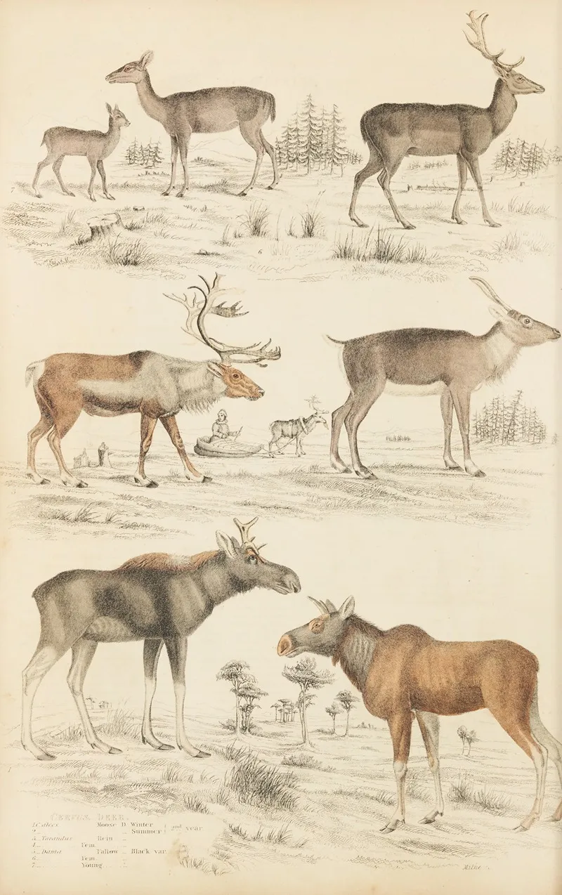 Deer 8 by William MacGillivray - Canvas Print