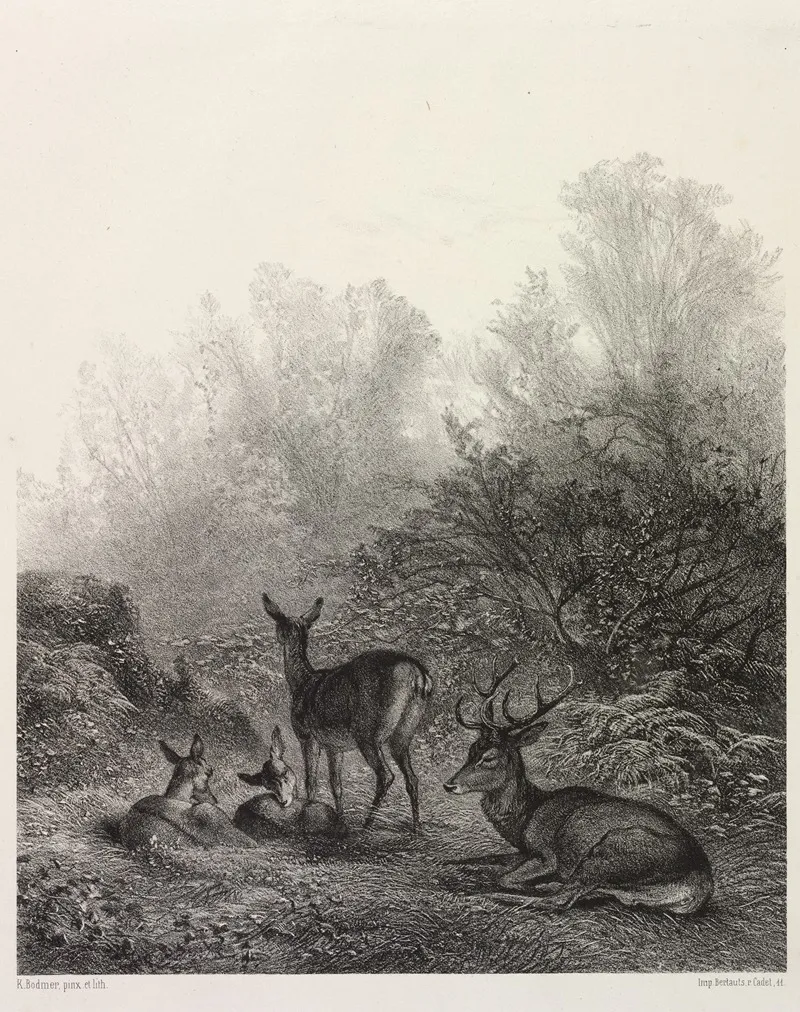 Deer At Rest C 1860 by Karl Bodmer - Canvas Print