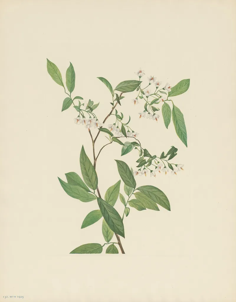 Deerberry Polycodium Stamineum 3