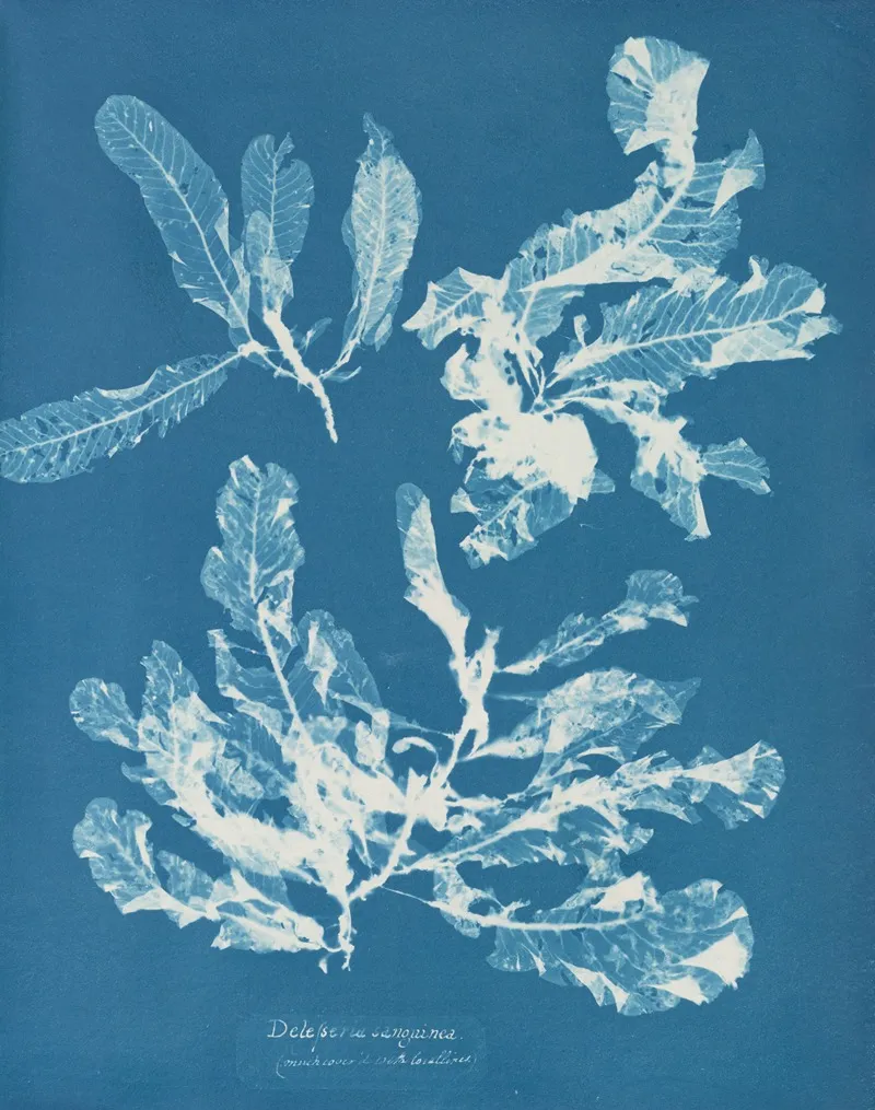 Delesseria Sanguinea