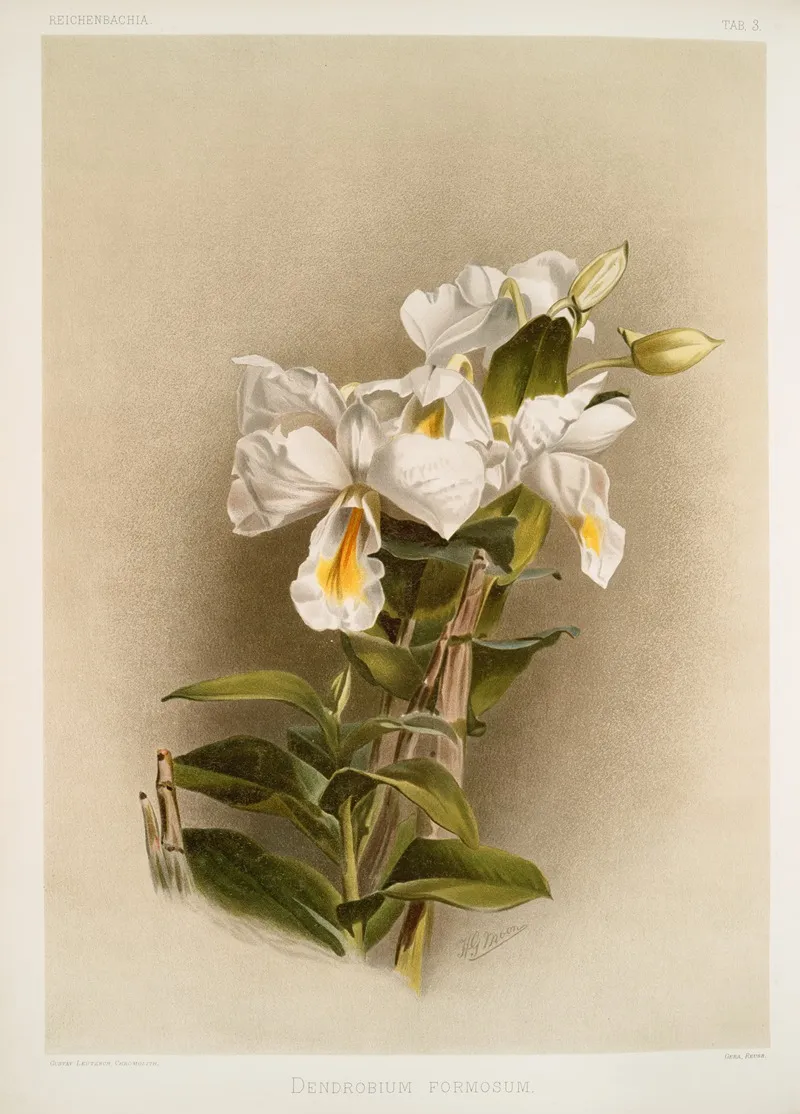 Dendrobium Formosum by Frederick Sander - Canvas Print