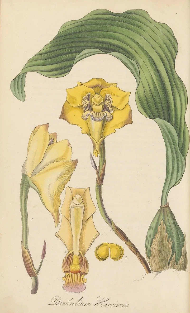 Dendrobium Harrisoniae