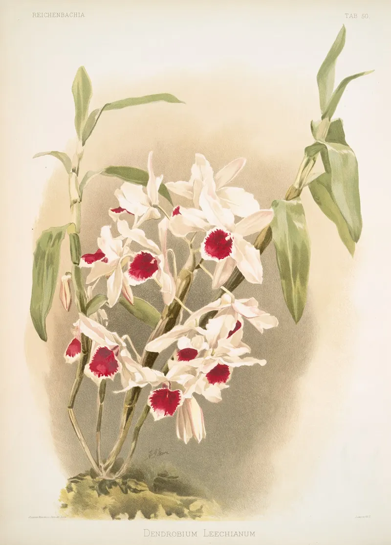 Dendrobium Leechianum by Frederick Sander - Canvas Print