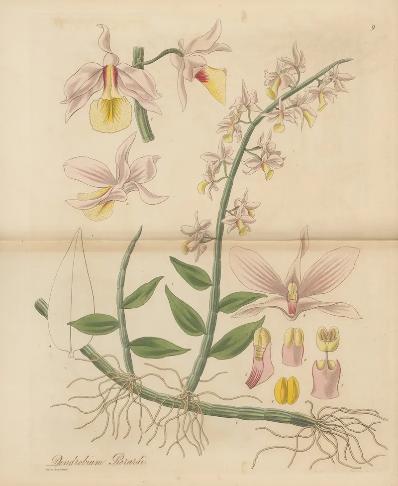 Dendrobium Pierardi