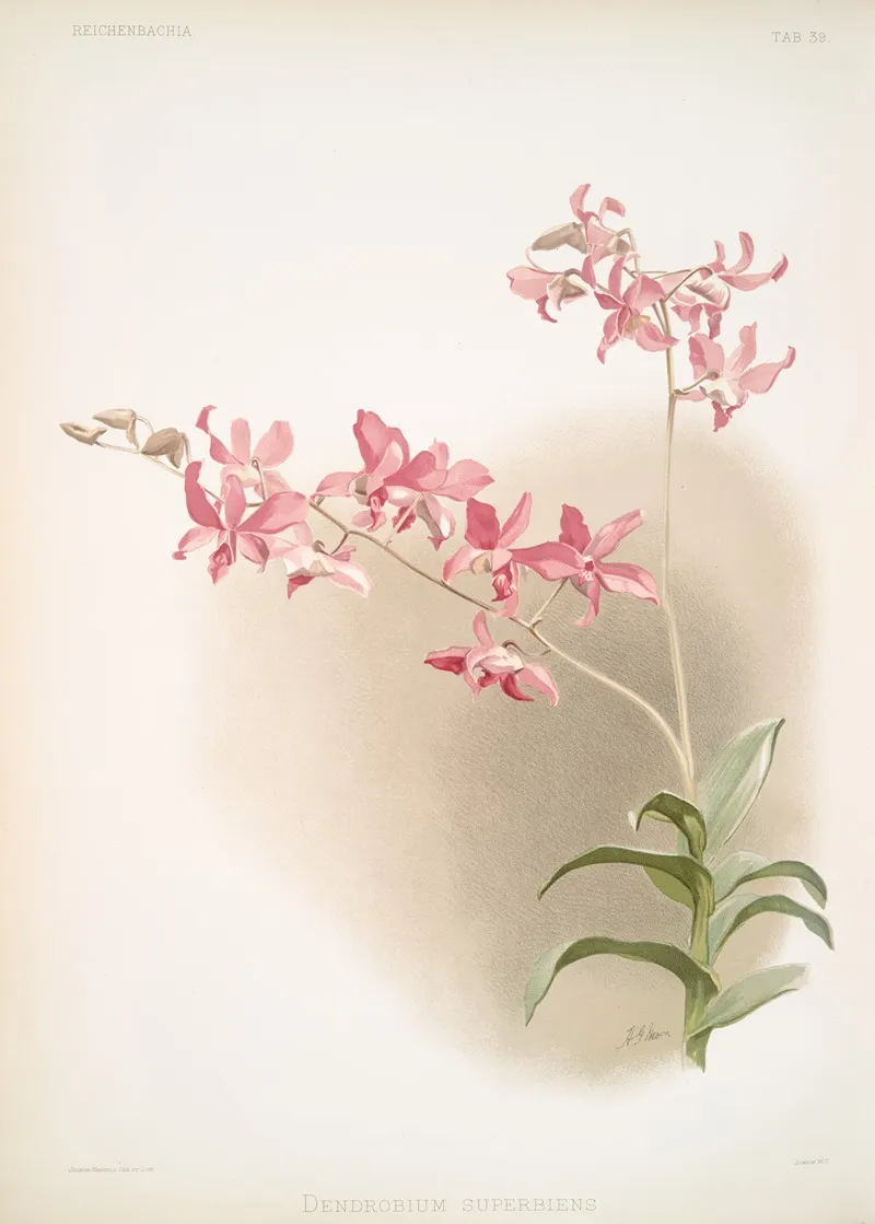 Dendrobium Superbum by Frederick Sander - Canvas Print