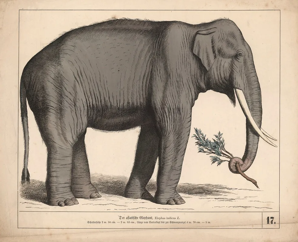 Der Asiatische Elephant